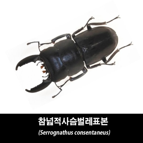 바부르마트참넓적사슴벌레표본-Serrognathus Consentaneus Consentaneus숲속의작은친구들:: 위메프
