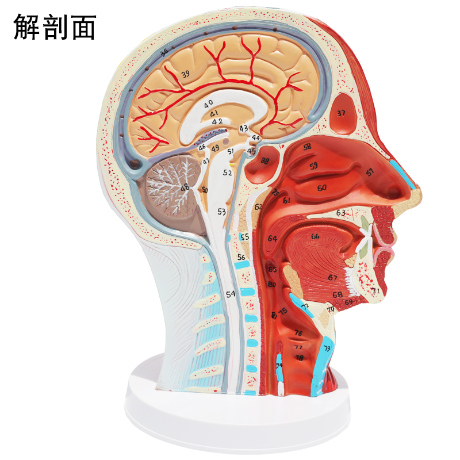 시상 뇌 모델