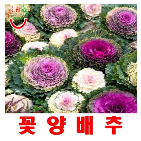 신상 혼합 희귀씨앗 인기모음전 장식용 15립 꽃양배추